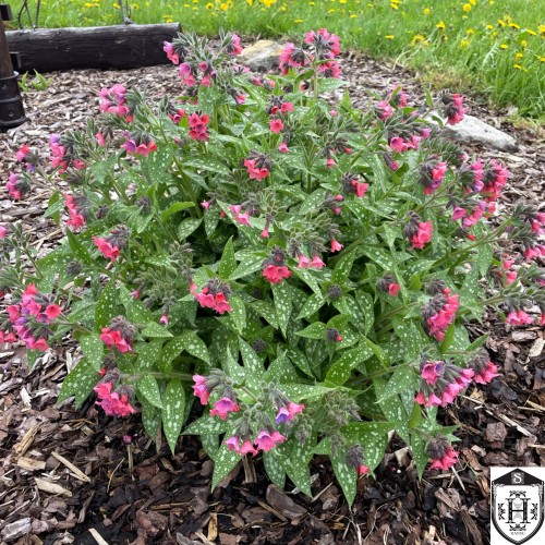 Pulmonaria 'Shrimps on the Barbie' - Harilik kopsurohi 'Shrimps on the Barbie'